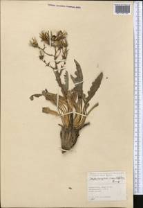 Lactuca crambifolia (Bunge) B. Fedtsch., Средняя Азия и Казахстан, Памир и Памиро-Алай (M2) (Таджикистан)