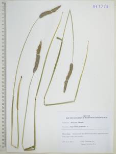 Лисохвост луговой L., Сибирь, Дальний Восток (S6) (Россия)