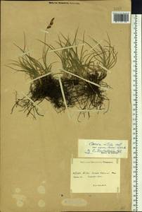 Осока туркестанская Regel, Сибирь, Западный (Казахстанский) Алтай (S2a) (Казахстан)