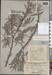 Ива розмаринолистная L., Средняя Азия и Казахстан, Джунгарский Алатау и Тарбагатай (M5) (Казахстан)