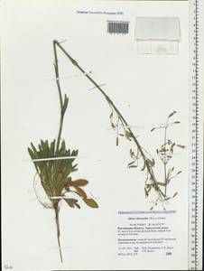 Смолевка зеленоцветковая (Willd.) Ehrh., Восточная Европа, Ростовская область (E12a) (Россия)