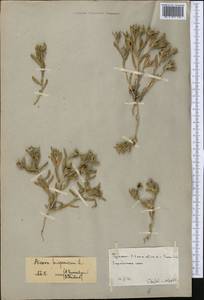 Аизоантемум испанский (L.) Hartmann, Средняя Азия и Казахстан, Каракумы (M6) (Туркмения)