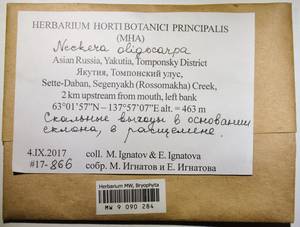 MW 9 090 284, Neckera oligocarpa Bruch, Гербарий мохообразных, Мхи - Якутия (B19) (Россия)