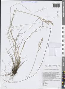 Мятлик разноцветный Besser, Сибирь, Дальний Восток (S6) (Россия)