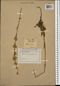 Смолевка зеленоцветковая (Willd.) Ehrh., Кавказ (без точных местонахождений) (K0)