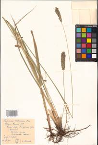 Лисохвост тростниковидный Poir., Восточная Европа, Северный район (E1) (Россия)