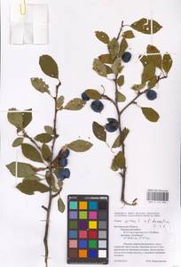 Prunus domestica × spinosa, Восточная Европа, Центральный лесостепной район (E6) (Россия)