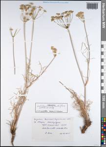 Ledebouriella multiflora (Ledeb.) H. Wolff, Средняя Азия и Казахстан, Джунгарский Алатау и Тарбагатай (M5) (Казахстан)