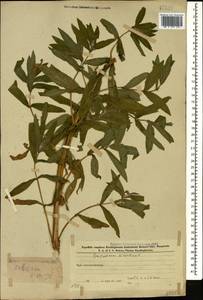 Кипрей волосистый, Кипрей мохнатый L., Кавказ, Азербайджан (K6) (Азербайджан)