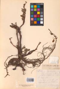 Ива арктическая Pall., Восточная Европа, Северный район (E1) (Россия)