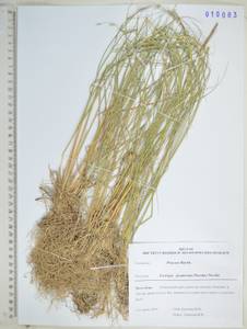 Pseudoroegneria gmelinii (Trin. ex Schrad.) Sennikov, Сибирь, Дальний Восток (S6) (Россия)