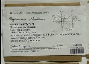 Plagiomnium ellipticum (Brid.) T.J. Kop., Гербарий мохообразных, Мхи - Центральное Нечерноземье (B6) (Россия)