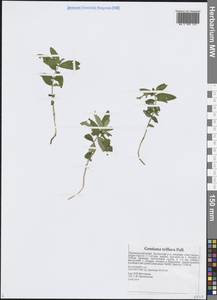 Горечавка трехцветковая Pall., Сибирь, Дальний Восток (S6) (Россия)