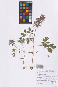 Хохлатка плотная (L.) Clairv., Восточная Европа, Центральный лесостепной район (E6) (Россия)