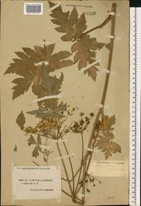 Heracleum sphondylium subsp. sibiricum (L.) Simonk., Восточная Европа, Южно-Украинский район (E12) (Украина)