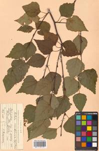 Betula pendula subsp. mandshurica (Regel) Ashburner & McAll., Сибирь, Дальний Восток (S6) (Россия)