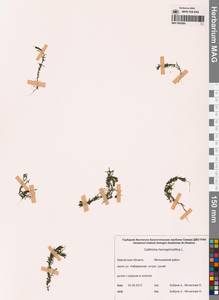 Болотник обоеполый L., Сибирь, Чукотка и Камчатка (S7) (Россия)