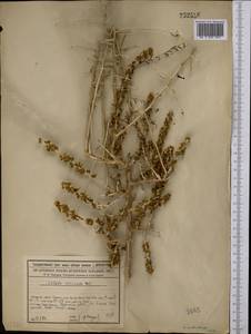 Xylosalsola arbuscula (Pall.) Tzvelev, Средняя Азия и Казахстан, Сырдарьинские пустыни и Кызылкумы (M7) (Казахстан)