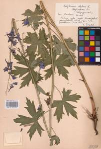 Живокость высокая L., Восточная Европа, Восточный район (E10) (Россия)