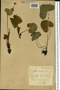 Калужница болотная L., Восточная Европа, Центральный лесостепной район (E6) (Россия)