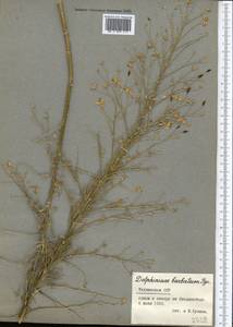 Delphinium barbatum Bunge, Средняя Азия и Казахстан, Памир и Памиро-Алай (M2) (Таджикистан)