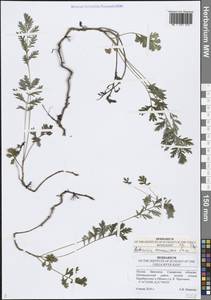 Полынь армянская Lam., Восточная Европа, Средневолжский район (E8) (Россия)