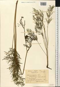 Морковник обыкновенный (L.) Schinz & Thell., Восточная Европа, Центральный лесостепной район (E6) (Россия)