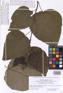 Populus deltoides × moscoviensis, Восточная Европа, Восточный район (E10) (Россия)