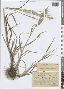 Костер береговой Rehmann, Восточная Европа, Центральный район (E4) (Россия)