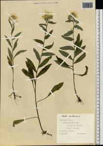 Pentanema britannicum (L.) D. Gut. Larr., Santos-Vicente, Anderb., E. Rico & M. M. Mart. Ort., Восточная Европа, Западно-Украинский район (E13) (Украина)