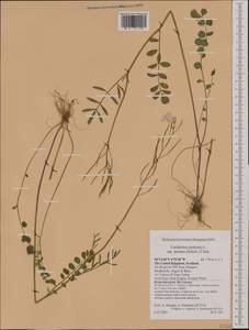 Cardamine pratensis subsp. dentata (Schult.) Celak., Западная Европа (EUR) (Великобритания)