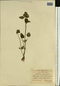 Яснотка пурпурная, Яснотка пурпуровая L., Восточная Европа, Северо-Западный район (E2) (Россия)