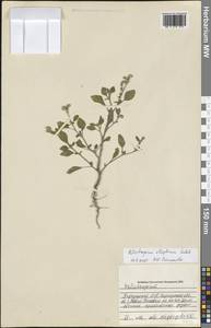 Гелиотроп эллиптический Ledeb., Восточная Европа, Южно-Украинский район (E12) (Украина)