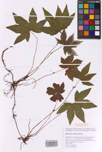 Filipendula digitata (Willd.) Bergmans, Сибирь, Дальний Восток (S6) (Россия)