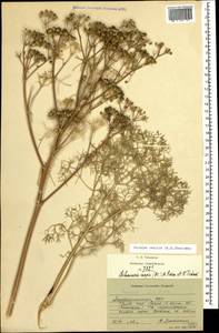 Двулакунница каспийская (DC.) Pimenov & V.N.Tikhom., Кавказ, Азербайджан (K6) (Азербайджан)