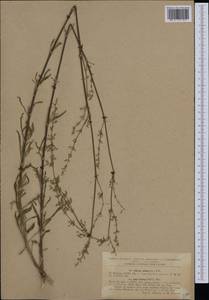 Смолевка днепровская (Gruner) Walters, Западная Европа (EUR) (Румыния)
