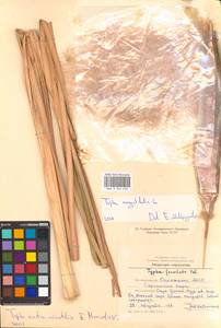 Рогоз юго-восточный Mavrodiev, Восточная Европа, Нижневолжский район (E9) (Россия)