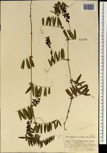 Горошек приятный Fisch. ex Ser., Монголия (MONG) (Монголия)