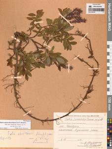 Ива Алексея Скворцова A.P.Khokhr., Сибирь, Чукотка и Камчатка (S7) (Россия)