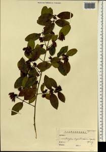 Cratoxylum cochinchinense (Lour.) Bl., Зарубежная Азия (ASIA) (КНР)