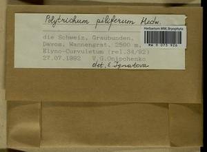 Polytrichum piliferum Hedw., Гербарий мохообразных, Мхи - Западная Европа (BEu) (Швейцария)