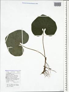 Asarum europaeum subsp. caucasicum (Duchartre) Soó, Кавказ, Ставропольский край, Карачаево-Черкесия, Кабардино-Балкария (K1b) (Россия)