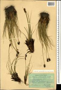 Carex deasyi (C.B.Clarke) O.Yano & S.R.Zhang, Кавказ, Дагестан (K2) (Россия)