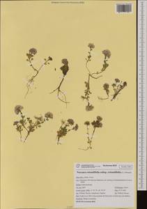 Noccaea rotundifolia (L.) Moench, Западная Европа (EUR) (Италия)
