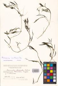 Лютик Кауфмана, Шелковник Кауфмана P. Clerc, Восточная Европа, Московская область и Москва (E4a) (Россия)