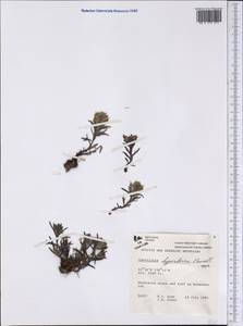Castilleja hyperborea Pennell, Америка (AMER) (Канада)