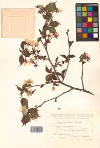 Prunus nipponica var. kurilensis (Miyabe) E. H. Wilson, Сибирь, Дальний Восток (S6) (Россия)