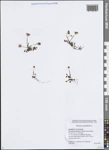 Росянка круглолистная L., Восточная Европа, Центральный район (E4) (Россия)