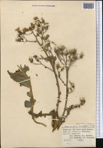 Lactuca crassicaulis (Beauverd), Средняя Азия и Казахстан, Западный Тянь-Шань и Каратау (M3) (Киргизия)