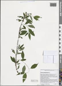 Черемуха пенсильванская L.fil., Восточная Европа, Северный район (E1) (Россия)